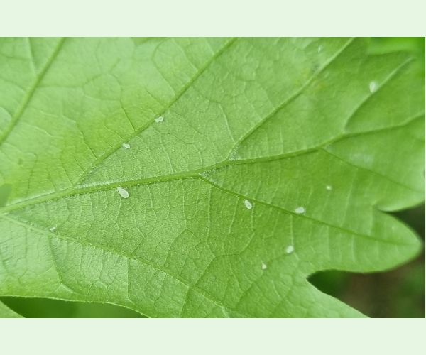 Voška Tuberculatus annulatus