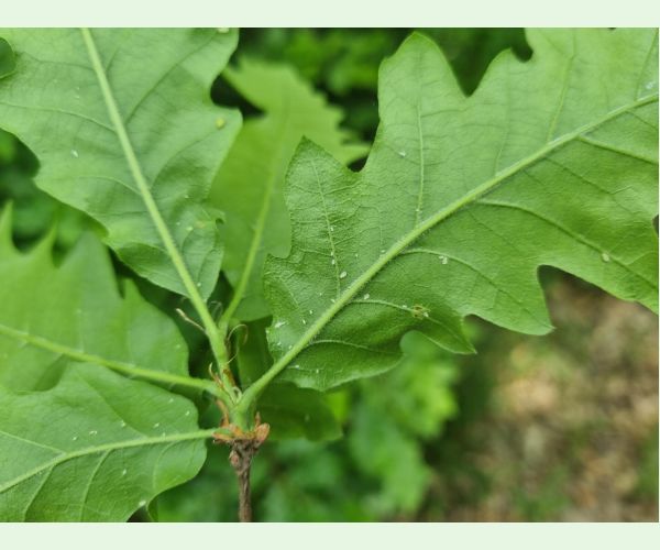 Voška Tuberculatus annulatus