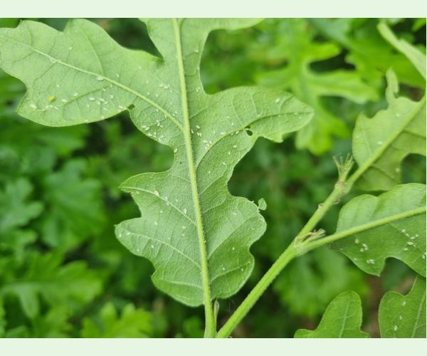 Voška Tuberculatus annulatus