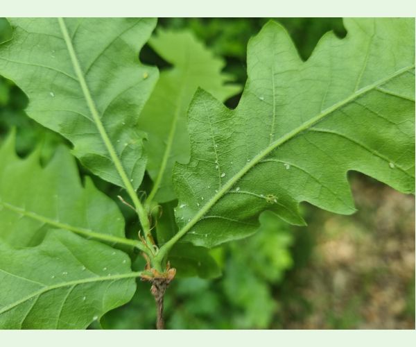 Voška Tuberculatus annulatus