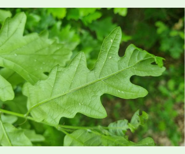 Voška Tuberculatus annulatus