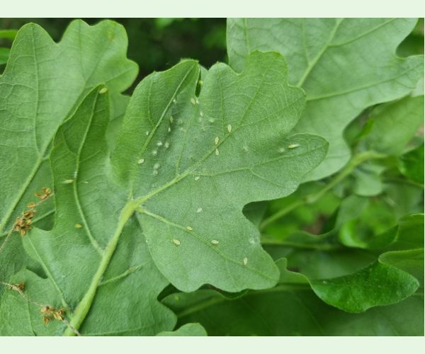 Voška Tuberculatus annulatus