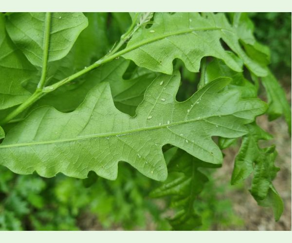 Voška Tuberculatus annulatus