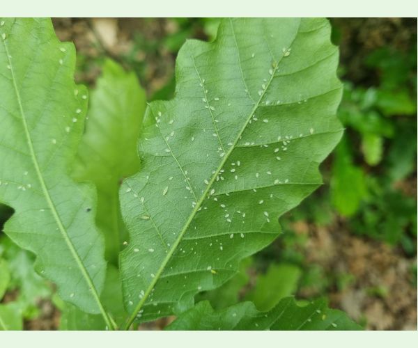 Voška Tuberculatus annulatus