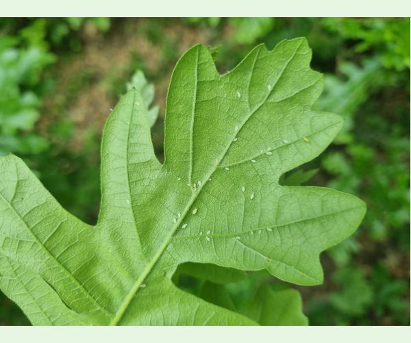 Voška Tuberculatus annulatus