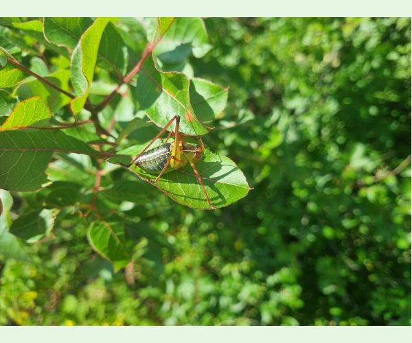 Kobylka Barbitistes yersini