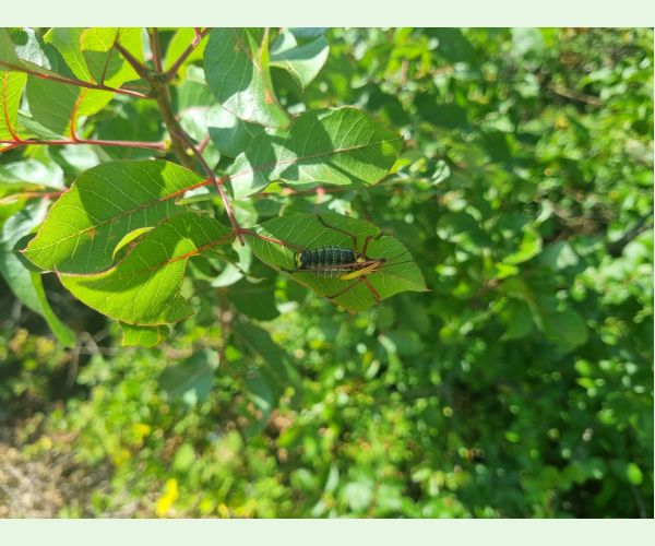 Kobylka Barbitistes yersini