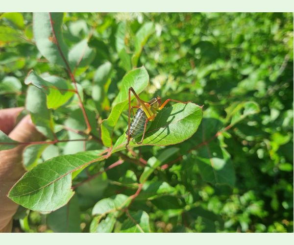 Kobylka Barbitistes yersini