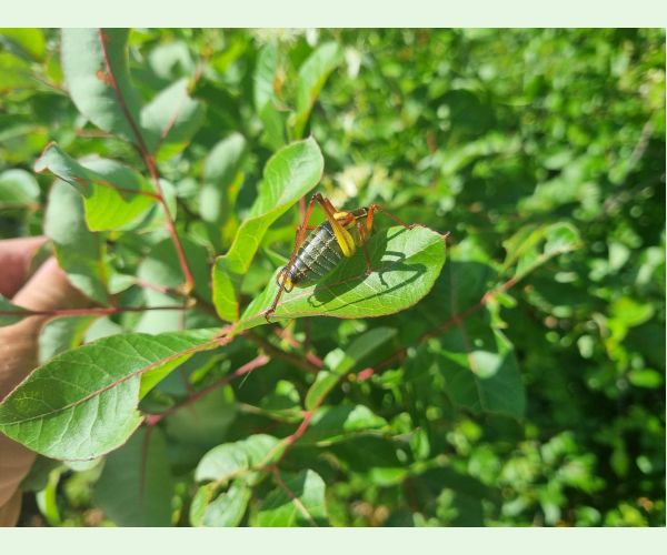 Kobylka Barbitistes yersini