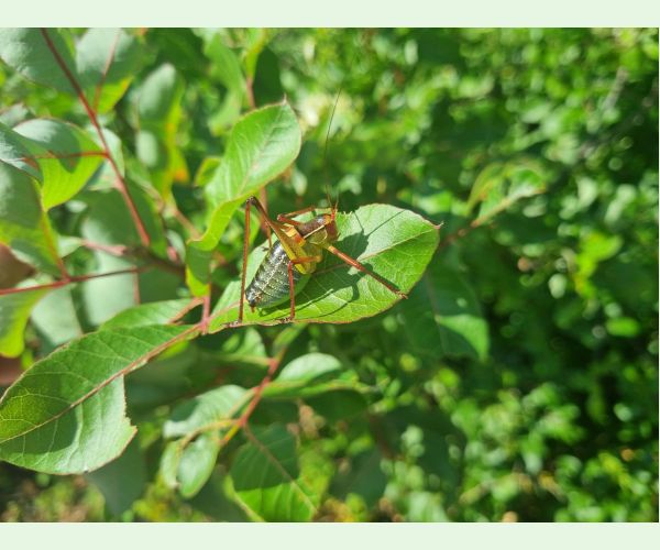 Kobylka Barbitistes yersini