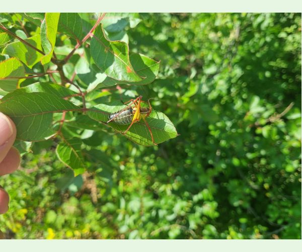 Kobylka Barbitistes yersini