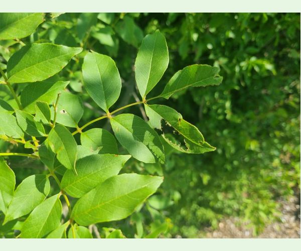 Kobylka Barbitistes yersini