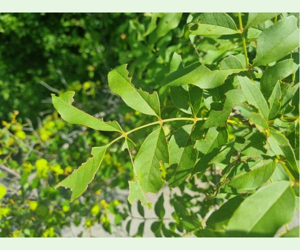 Kobylka Barbitistes yersini