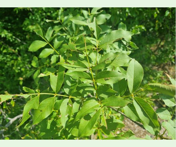 Kobylka Barbitistes yersini