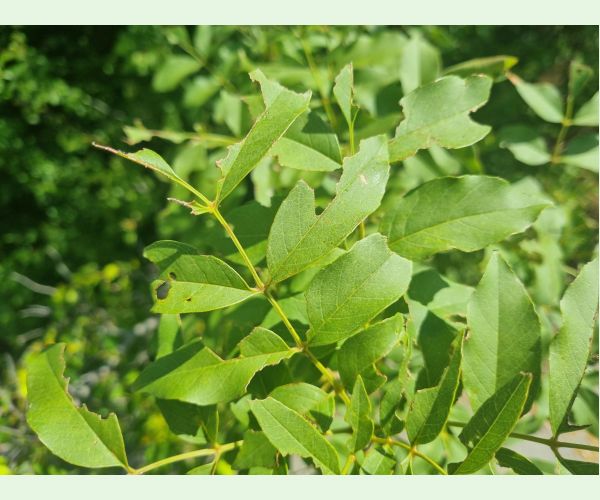 Kobylka Barbitistes yersini