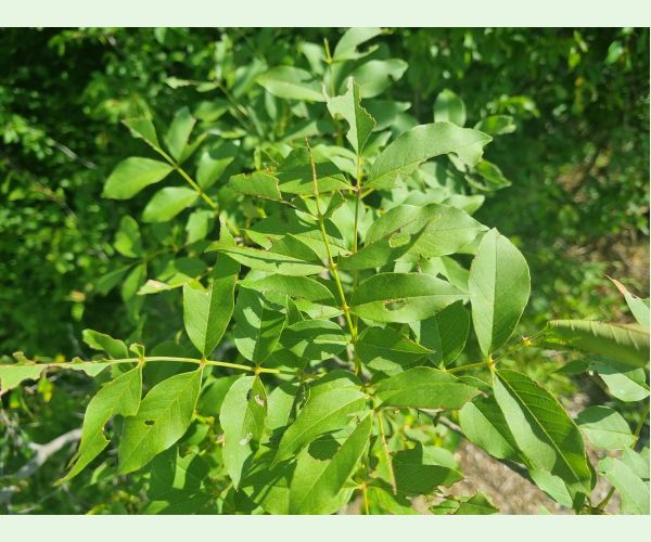 Kobylka Barbitistes yersini