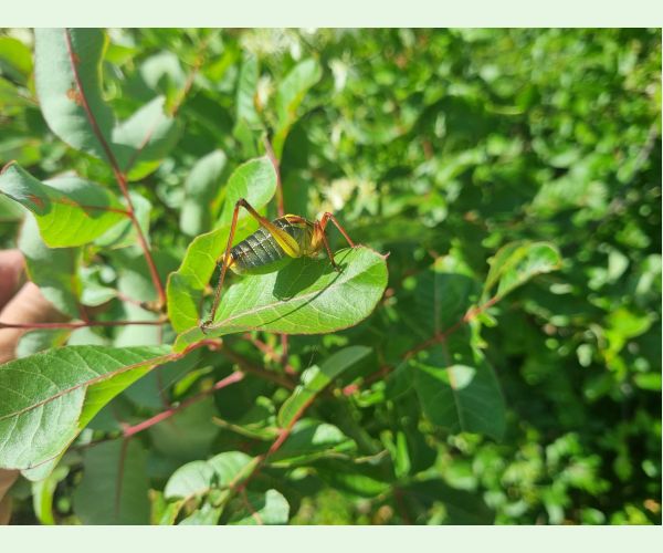 Kobylka Barbitistes yersini