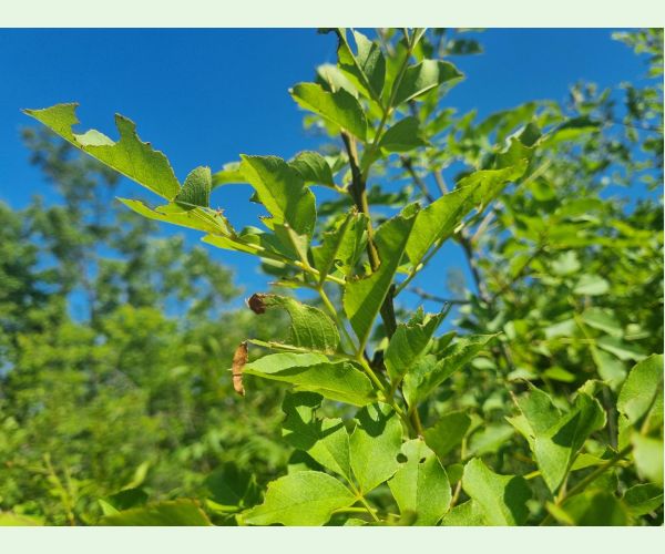 Kobylka Barbitistes yersini