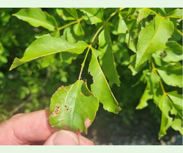 Kobylka Barbitistes yersini