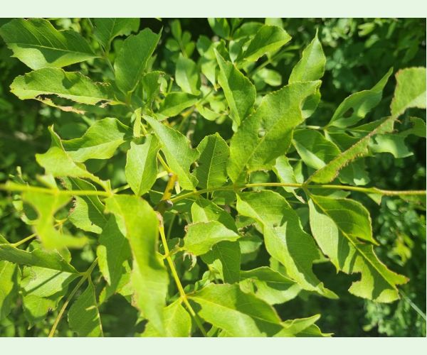 Kobylka Barbitistes yersini