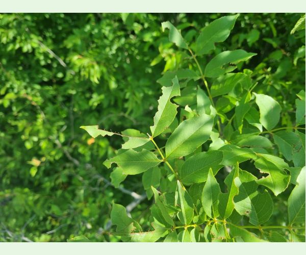 Kobylka Barbitistes yersini