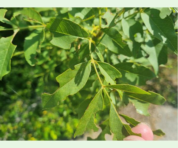 Kobylka Barbitistes yersini