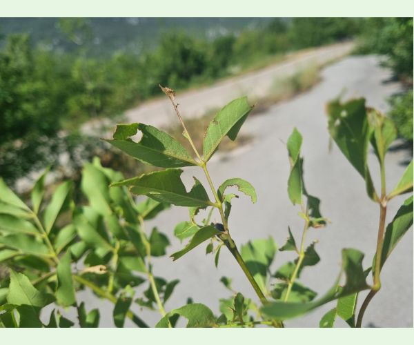 Kobylka Barbitistes yersini