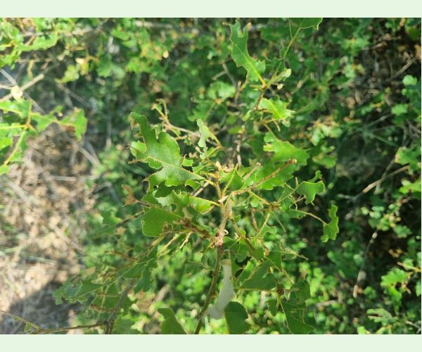 Kobylka Barbitistes yersini