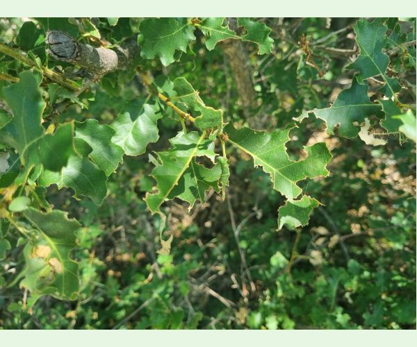 Kobylka Barbitistes yersini