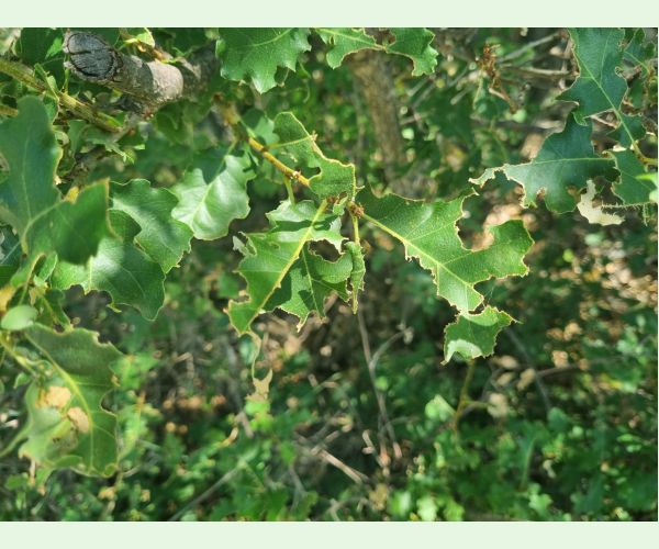 Kobylka Barbitistes yersini