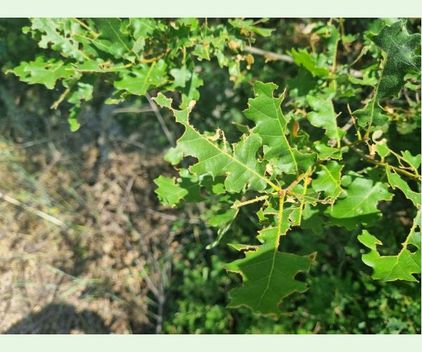 Kobylka Barbitistes yersini