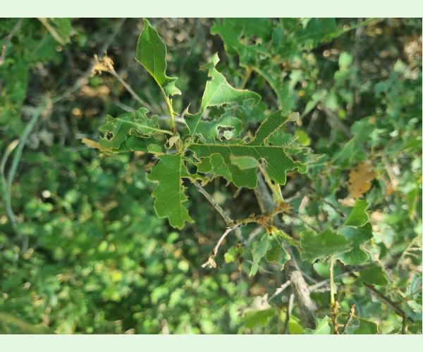 Kobylka Barbitistes yersini