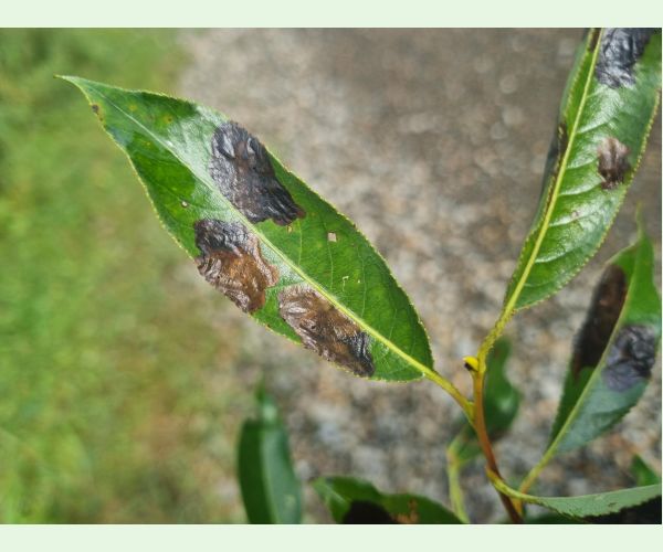 Nosánik Isochnus sequensi