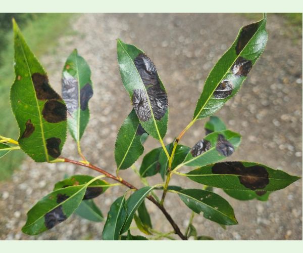 Nosánik Isochnus sequensi