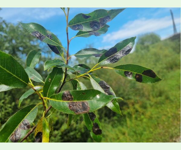 Nosánik Isochnus sequensi