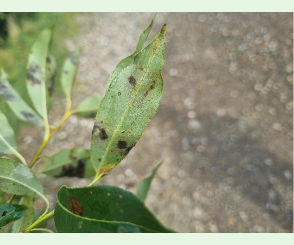 Nosánik Isochnus sequensi