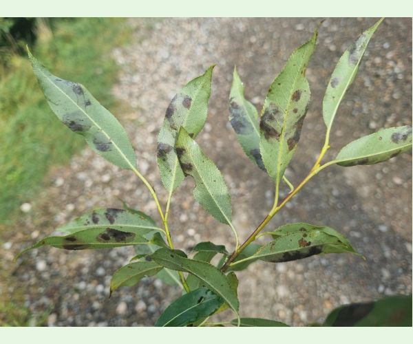 Nosánik Isochnus sequensi