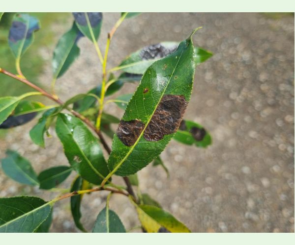 Nosánik Isochnus sequensi