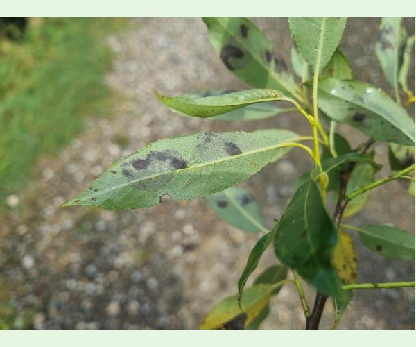 Nosánik Isochnus sequensi