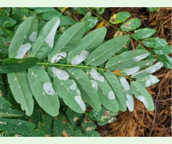 Ploskáčik agátový