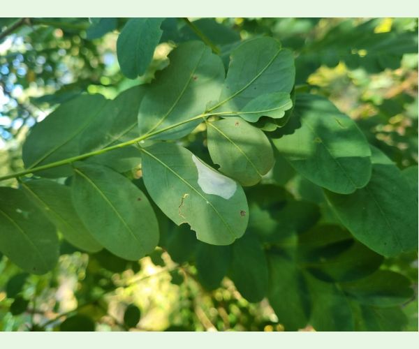 Ploskáčik agátový