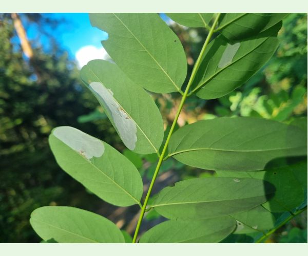 Ploskáčik agátový