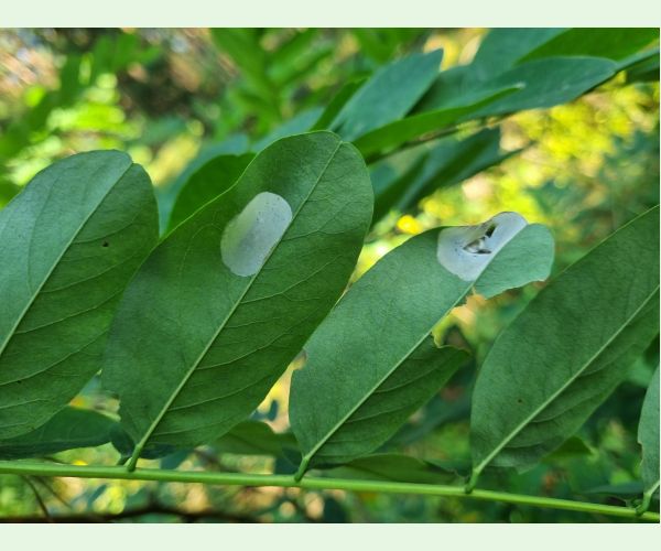 Ploskáčik agátový