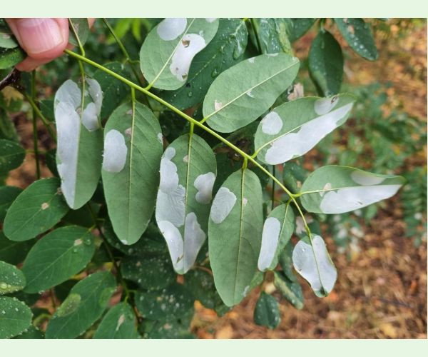 Ploskáčik agátový