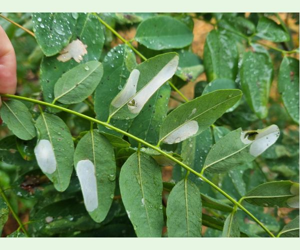 Ploskáčik agátový