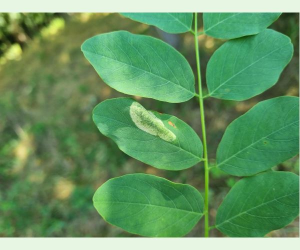 Ploskáčik agátový