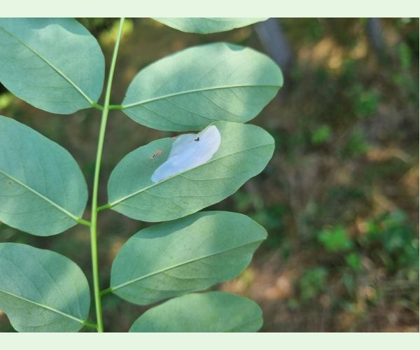 Ploskáčik agátový