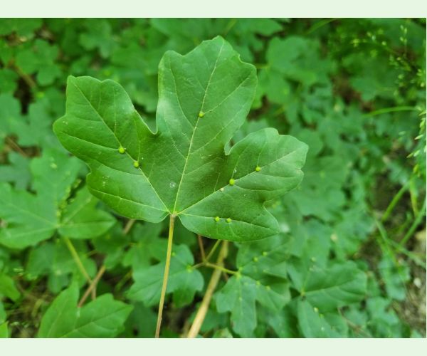 Roztoč Aceria macrochela