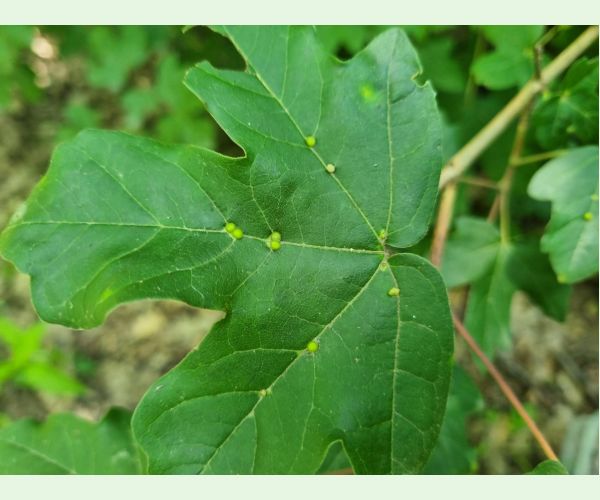 Roztoč Aceria macrochela