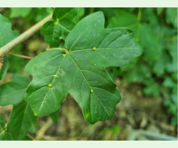 Roztoč Aceria macrochela